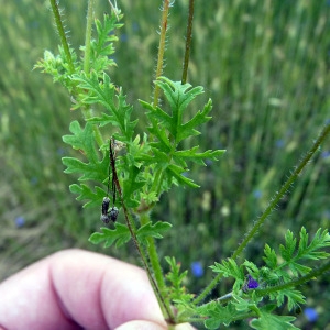 Photographie n°78058 du taxon Erodium moschatum (L.) L'Hér. [1789]