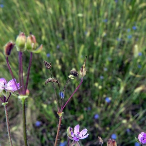 Photographie n°78059 du taxon Erodium moschatum (L.) L'Hér. [1789]