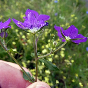 Photographie n°78066 du taxon Legousia speculum-veneris (L.) Chaix [1785]