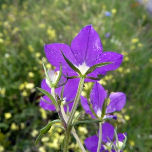 Photographie n°78069 du taxon Legousia speculum-veneris (L.) Chaix [1785]