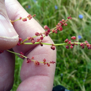 Photographie n°78074 du taxon Rumex acetosella L. [1753]