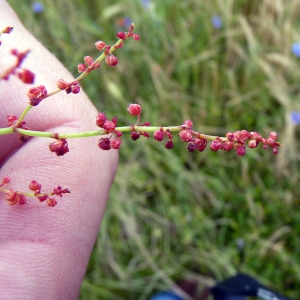 Photographie n°78075 du taxon Rumex acetosella L. [1753]