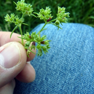 Scleranthus glaucovirens Halácsy (Gnavelle annuelle)