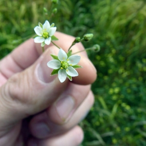 Photographie n°78087 du taxon Spergula arvensis L. [1753]