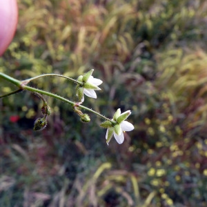 Photographie n°78089 du taxon Spergula arvensis L. [1753]