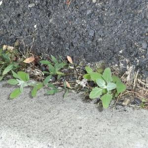 Photographie n°78095 du taxon Chenopodium album L. [1753]