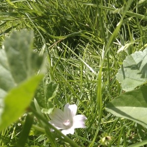 Photographie n°78096 du taxon Malva neglecta Wallr. [1824]