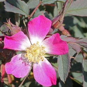 Photographie n°78100 du taxon Rosa glauca Pourr. [1788]