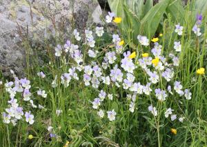 Marie  Portas, le 17 juin 2012 (Saint-Urcize (L'Aubrac))