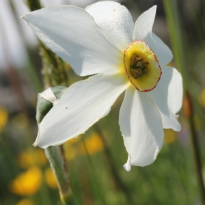 Photographie n°78105 du taxon Narcissus poeticus L.