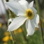 Marie  Portas - Narcissus poeticus L.