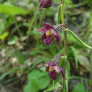 Photographie n°78138 du taxon Epipactis atrorubens (Hoffm.) Besser [1809]