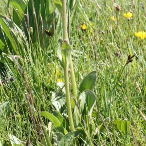 Photographie n°78152 du taxon Arnica montana var. montana 