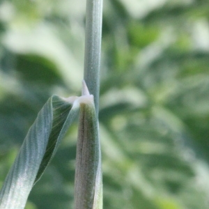 Photographie n°78157 du taxon Alopecurus pratensis L. [1753]