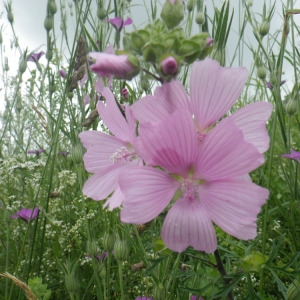 Photographie n°78176 du taxon Malva moschata L. [1753]