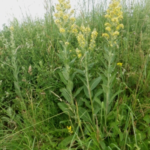 Photographie n°78182 du taxon Verbascum lychnitis L. [1753]