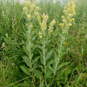 Photographie n°78183 du taxon Verbascum lychnitis L. [1753]