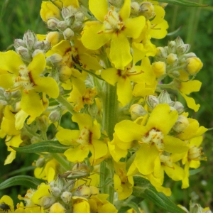 Photographie n°78184 du taxon Verbascum lychnitis L. [1753]