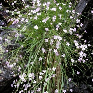 Photographie n°78187 du taxon Gypsophila repens L. [1753]