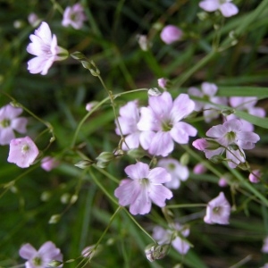 Photographie n°78188 du taxon Gypsophila repens L. [1753]