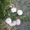  Liliane Roubaudi - Convolvulus arvensis L.