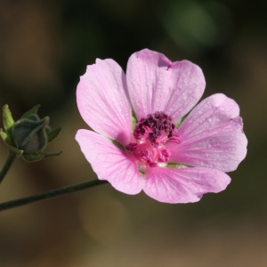 Photographie n°78194 du taxon Althaea cannabina L.