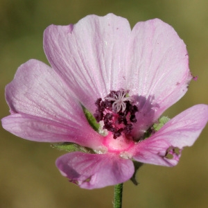 Photographie n°78197 du taxon Althaea cannabina L.