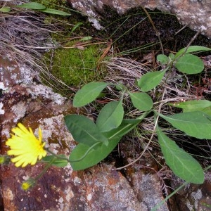 Photographie n°78198 du taxon Hieracium subsericeum Arv.-Touv. [1883]