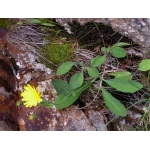 Hieracium subsericeum Arv.-Touv. (Épervière)