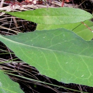  - Hieracium subsericeum Arv.-Touv. [1883]