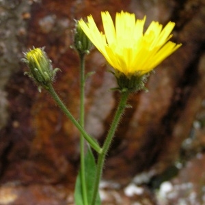  - Hieracium subsericeum Arv.-Touv. [1883]