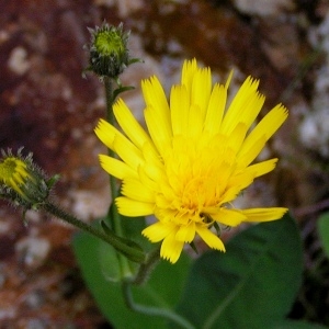  - Hieracium subsericeum Arv.-Touv. [1883]