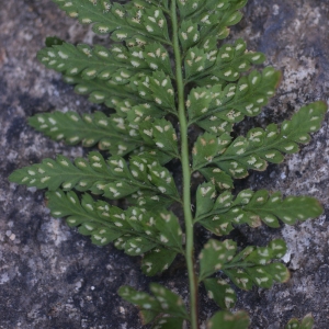 Photographie n°78208 du taxon Asplenium obovatum subsp. billotii (F.W.Schultz) O.Bolòs, Vigo, Massales & Ninot [1990]