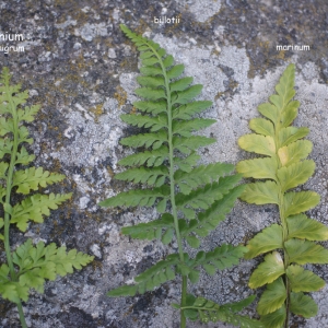 Photographie n°78212 du taxon Asplenium obovatum subsp. billotii (F.W.Schultz) O.Bolòs, Vigo, Massales & Ninot [1990]