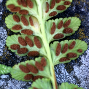 Photographie n°78214 du taxon Asplenium marinum L. [1753]