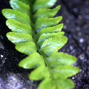 Photographie n°78218 du taxon Asplenium marinum L. [1753]