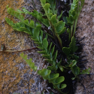 Photographie n°78222 du taxon Asplenium marinum L. [1753]