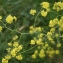  Liliane Roubaudi - Brassica nigra (L.) W.D.J.Koch [1833]