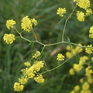 Photographie n°78232 du taxon Brassica nigra (L.) W.D.J.Koch [1833]