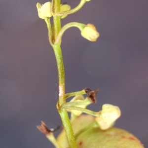 Photographie n°78240 du taxon Claytonia perfoliata Donn ex Willd. [1798]