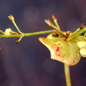 Photographie n°78242 du taxon Claytonia perfoliata Donn ex Willd. [1798]