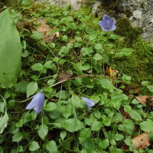 Photographie n°78260 du taxon Campanula cochleariifolia Lam. [1785]