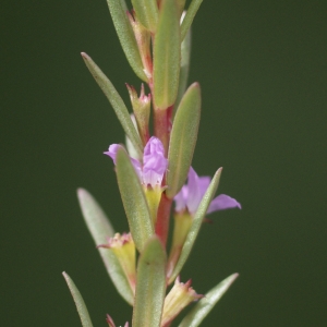 Photographie n°78271 du taxon Lythrum junceum Banks & Sol. [1794]