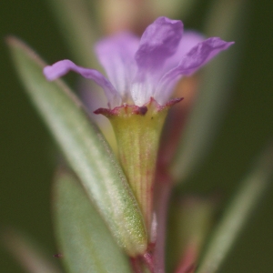 Photographie n°78274 du taxon Lythrum junceum Banks & Sol. [1794]