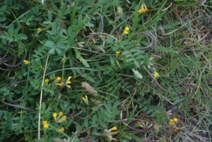 Liliane Roubaudi, le 11 juin 2012 (Santec)