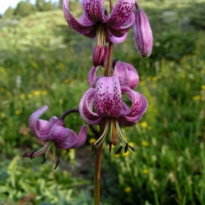 Photographie n°78290 du taxon Lilium martagon L.