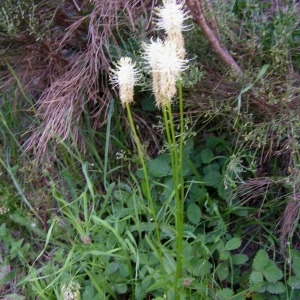 Photographie n°78292 du taxon Phyteuma spicatum L. [1753]