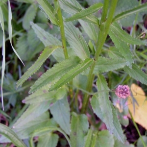 Photographie n°78294 du taxon Phyteuma spicatum L. [1753]