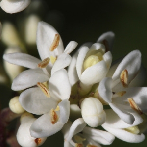 Ligustrum vulgare L. var. vulgare (Troène commun)