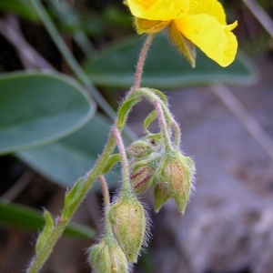 Cistus tomentosus Scop. (Hélianthème tomenteux)